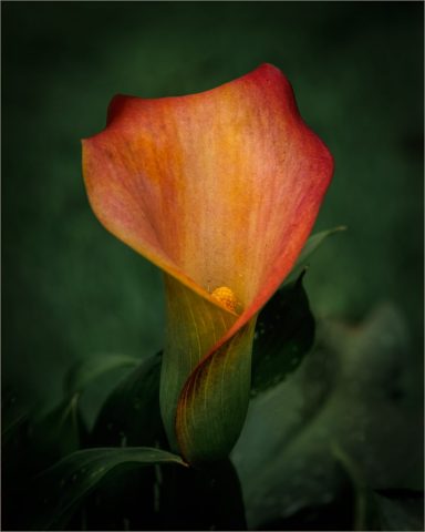 COLOR A - Vincent Como: Calla Lily COLOR A - Vincent Como: Calla Lily