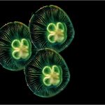 CREATIVE - Peter Newman: Sealight