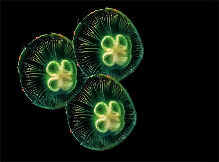 CREATIVE - Peter Newman: Sealight