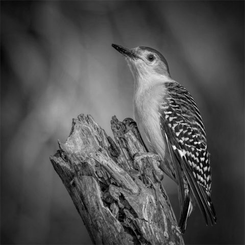 B&W A - Kathy Baca: Red Bellied Woodpecker Minus the Red Part