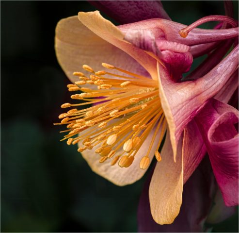 COLOR A - Debbie Garafola: Pistils and Stamens