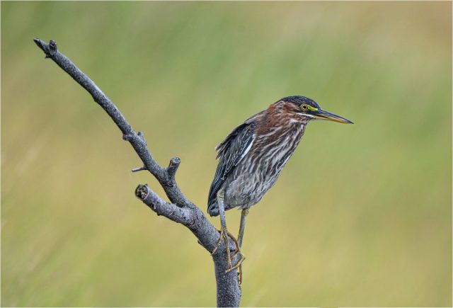 COLOR B - Ellen Dunn: Green Heron