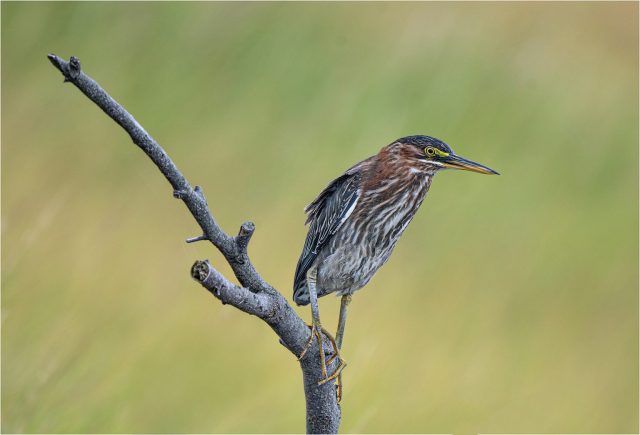 COLOR B - Ellen Dunn: Green Heron COLOR B - Ellen Dunn: Green Heron