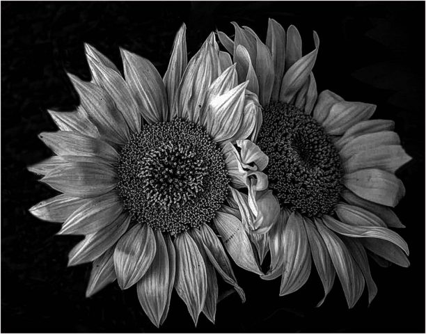 B&W A Third Place - Joseph Nightingale: Sunflower B&W A Third Place - Joseph Nightingale: Sunflower