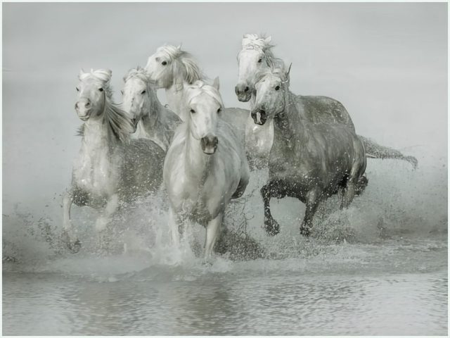 B&W A Image of the Year - Lorraine Piskin: Camargue