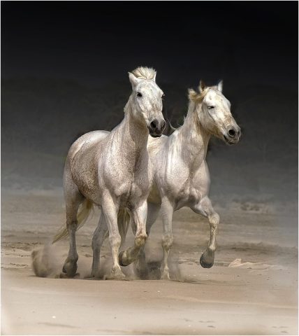 COLOR A Image of the Year - Lorraine Piskin: The Majestic Horses of the Camargue