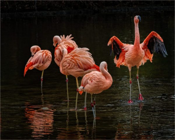 COLOR A Third Place - Vincent Como: Showing Off My Wings