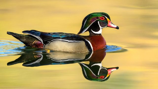 COLOR S Third Place - Robert Kaplan: Mellow Yellow Drake