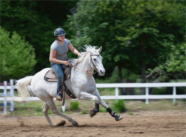 Galloping White Horse - Photographer: Ellen Dunn Galloping White Horse - Photographer: Ellen Dunn