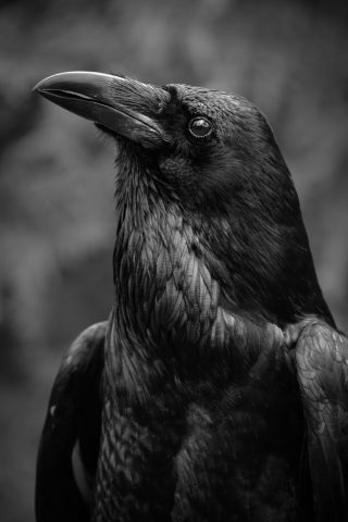 B&W A - Paul Kelly: Raven Portrait B&W A - Paul Kelly: Raven Portrait