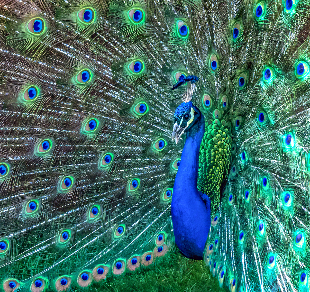 COLOR A - Laurie Ellis: Peacock