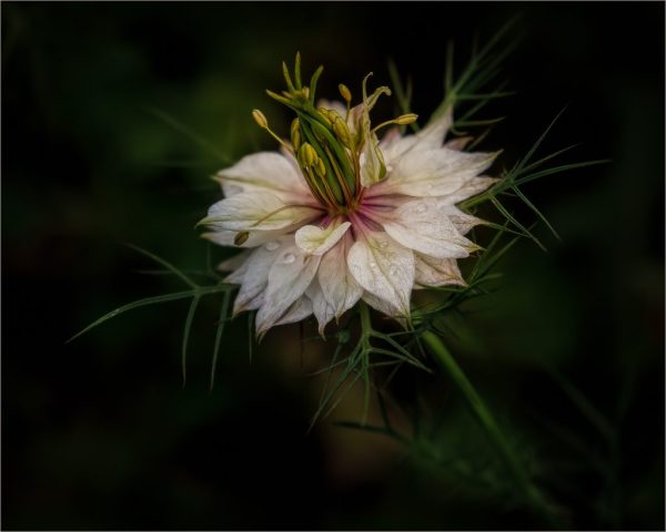 COLOR S - Vincent Como: Nigella In The Mist