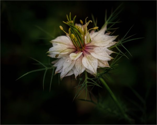 COLOR S - Vincent Como: Nigella In The Mist COLOR S - Vincent Como: Nigella In The Mist