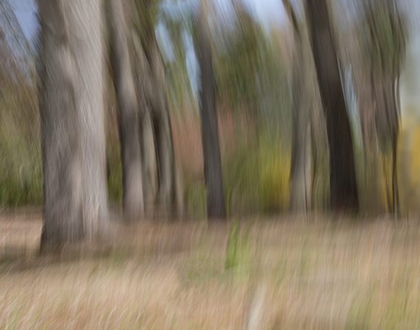 CREATIVE - Lee Goldstein: An ICM Forest