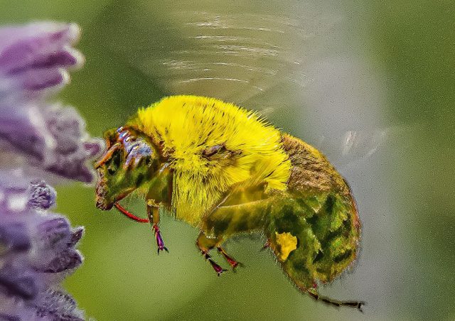 MACRO - Peter Newman: Jumping Bee MACRO - Peter Newman: Jumping Bee