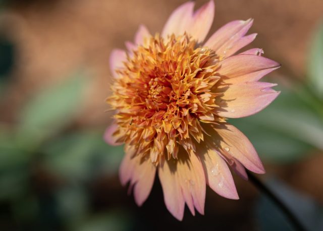 Basking in the Sun Light - Photographer: Beth Glorioso Basking in the Sun Light - Photographer: Beth Glorioso