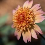 Basking in the Sun Light - Photographer: Beth Glorioso