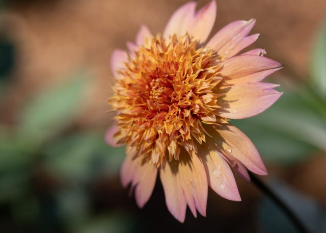 Basking in the Sun Light - Photographer: Beth Glorioso