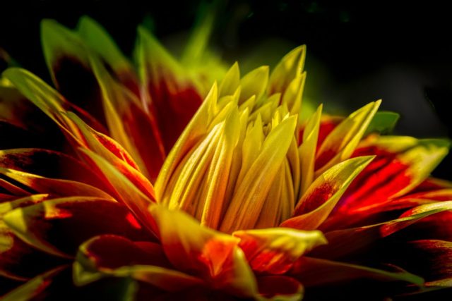 Bright Yellow Center - Photographer: Vincent Como Bright Yellow Center - Photographer: Vincent Como