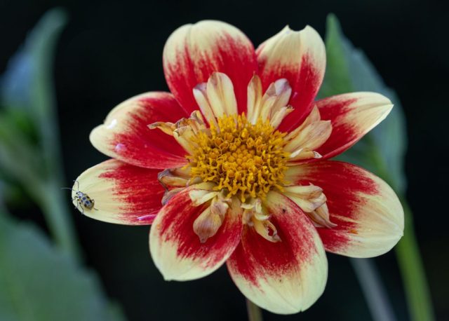 Bug off! - Photographer: Beth Glorioso Bug off! - Photographer: Beth Glorioso