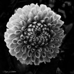 Dahlia in Black & White - Photographer: Barry Goldstein