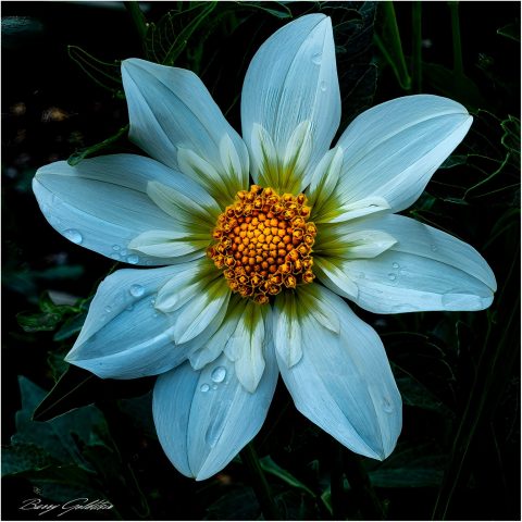 Light Blue Dahlia - Photographer: Barry Goldstein
