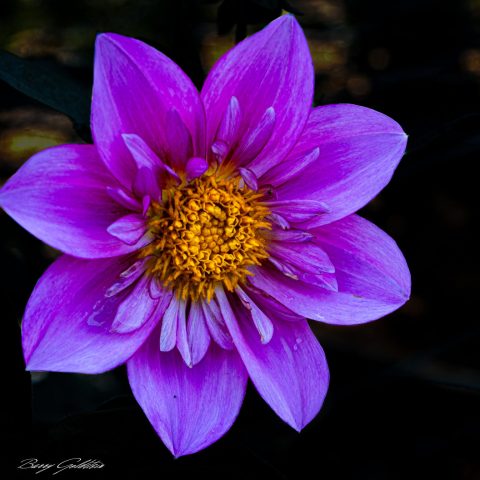 Purple Dahlia - Photographer: Barry Goldstein