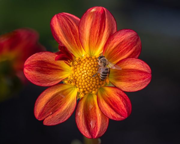 Honey Bee Searching For Pollen - Photographer: Vincent Como Honey Bee Searching For Pollen - Photographer: Vincent Como