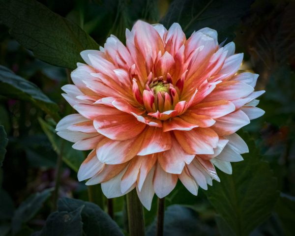 Pink And White Dahlia - Photographer: Vincent Como