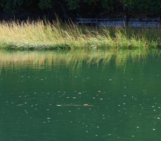 Grasslands on the Estuary - Photographer: Lee Goldstein Grasslands on the Estuary - Photographer: Lee Goldstein