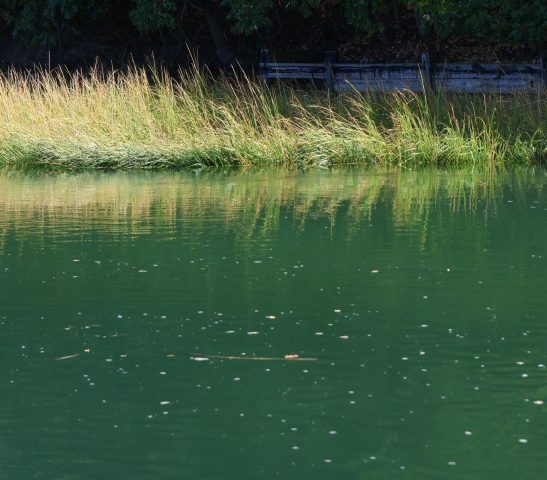 Grasslands on the Estuary - Photographer: Lee Goldstein