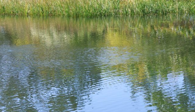 Reflections - Photographer: Lee Goldstein Reflections - Photographer: Lee Goldstein