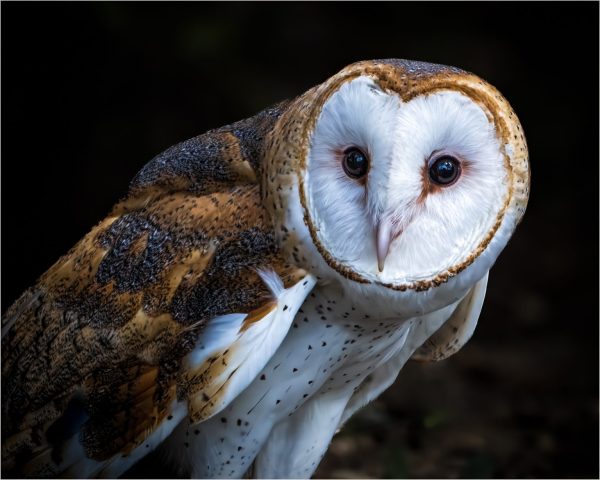 COLOR S - Vincent Como: Barn Owl COLOR S - Vincent Como: Barn Owl