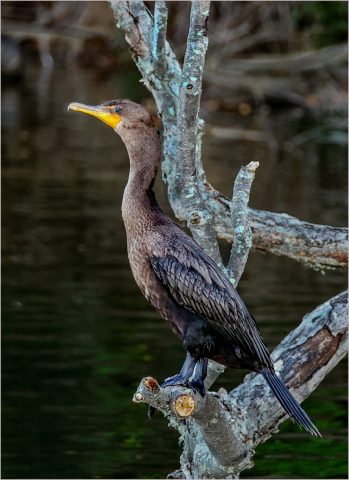 Sitting on a Tree - Photographer: Joseph Nightingale