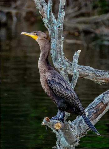 Sitting on a Tree - Photographer: Joseph Nightingale Sitting on a Tree - Photographer: Joseph Nightingale