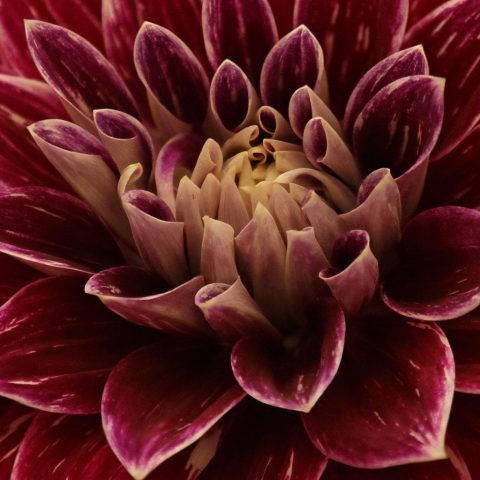 MACRO - Frank Kirshenbaum: Flower 6471