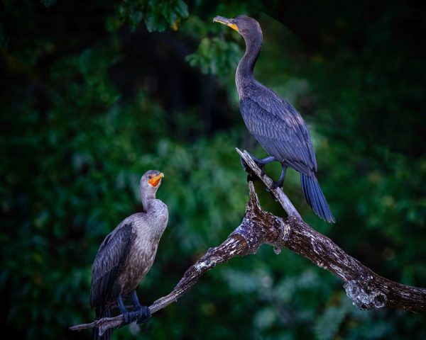 See Anything Interesting Up There - Photographer: Vincent Como See Anything Interesting Up There - Photographer: Vincent Como