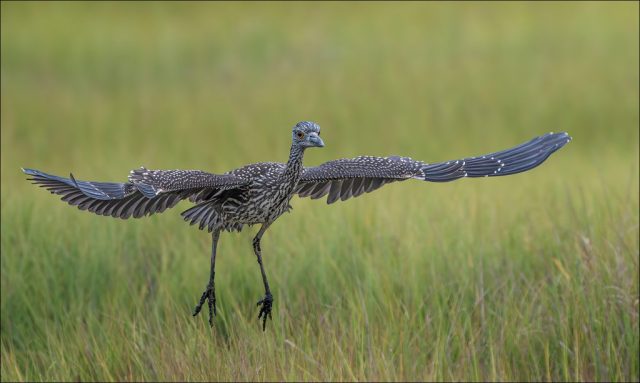 COLOR A - Ellen Dunn: Juvenile Yellow Crown Night Heron