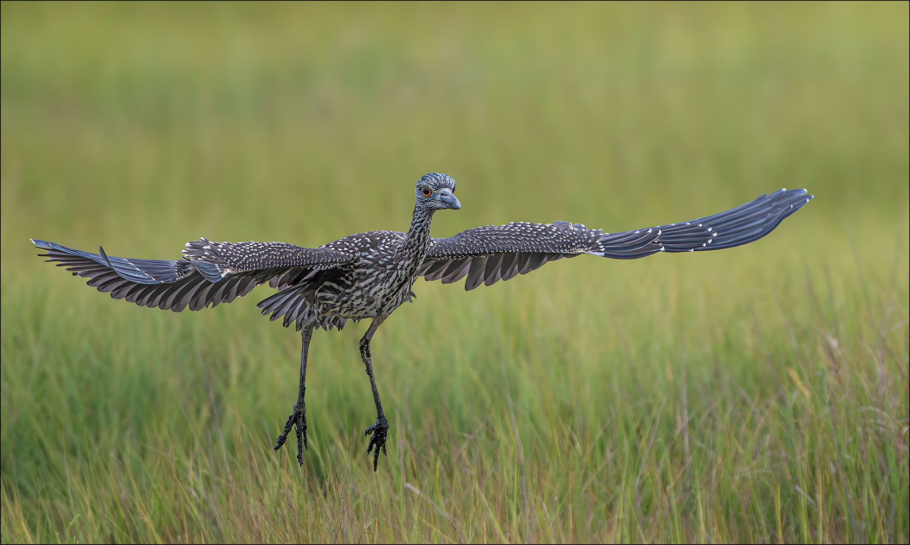 COLOR A - Ellen Dunn: Juvenile Yellow Crown Night Heron