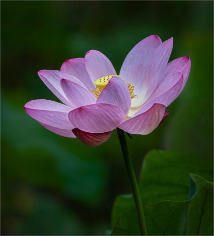 MACRO - Ellen Dunn: Pink Lotus