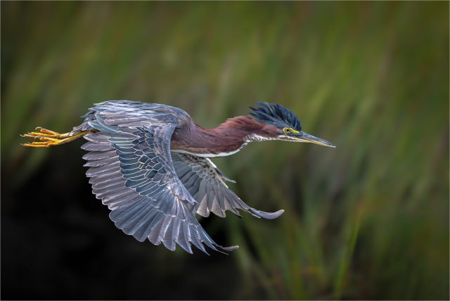 COLOR A - Ellen Dunn: Green Heron In Flight COLOR A - Ellen Dunn: Green Heron In Flight