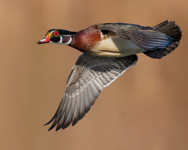 COLOR S - Robert Kaplan: Flight of the Wood Duck