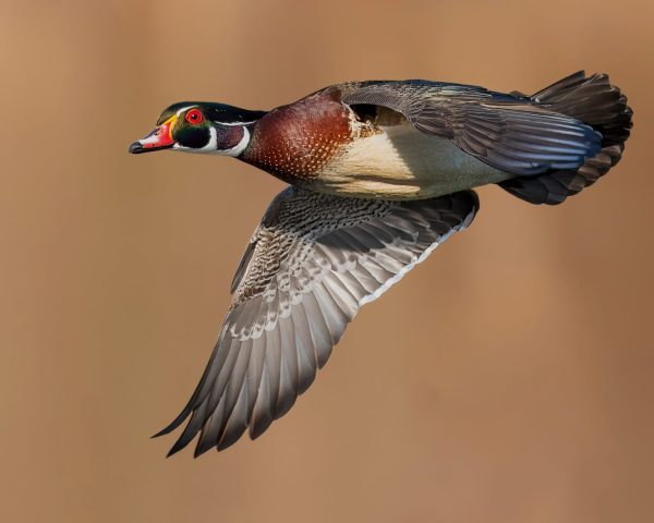 COLOR S - Robert Kaplan: Flight of the Wood Duck COLOR S - Robert Kaplan: Flight of the Wood Duck