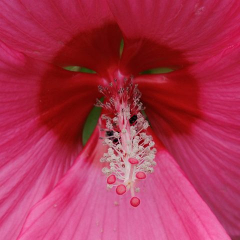 MACRO - Frank Kirshenbaum: Face in Flower MACRO - Frank Kirshenbaum: Face in Flower