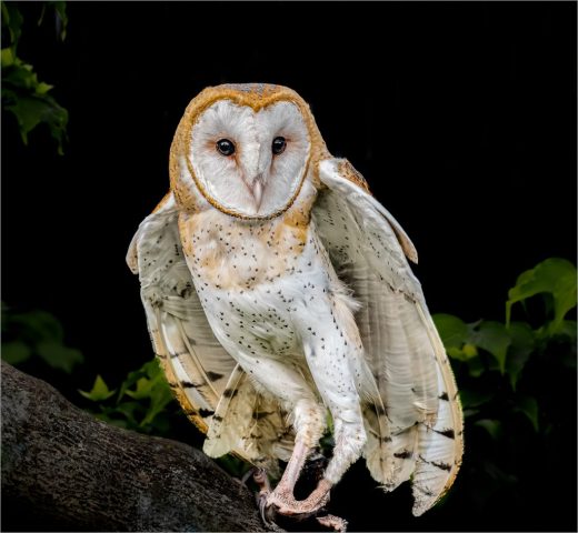 COLOR A - Debbie Garafola: Owl at Night