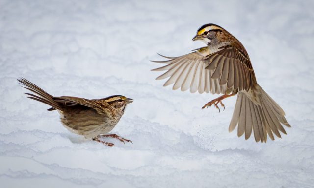 COLOR S - Bonnie Forman-Franco: Territorial Dispute Between Two White Throated Sparrows COLOR S - Bonnie Forman-Franco: Territorial Dispute Between Two White Throated Sparrows