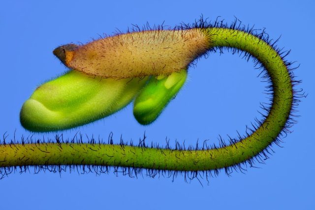 MACRO - Paul Kelly: Close to Blooming