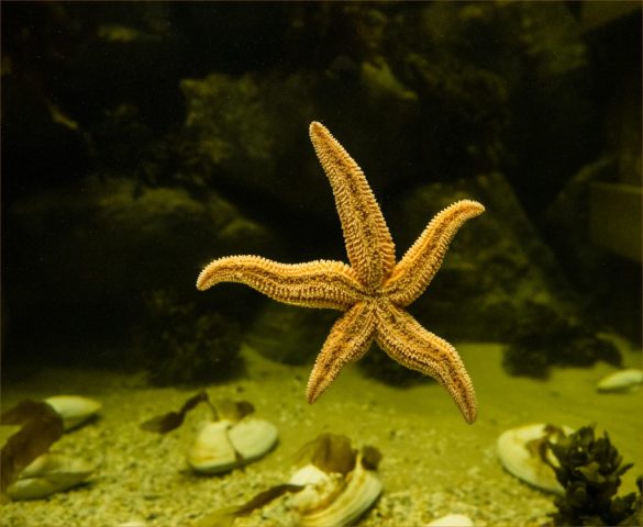 Starfish- Photographer: Bonnie Forman-Franco