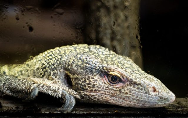 Lizard - Photographer: Bonnie Forman-Franco