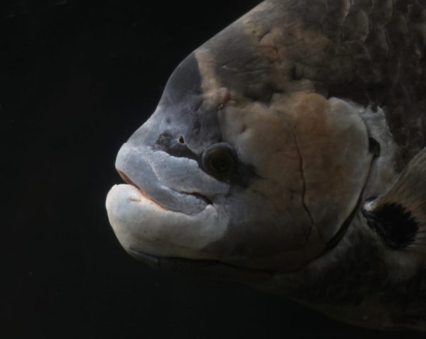 Rock Balboa - Photographer: Lee Goldstein